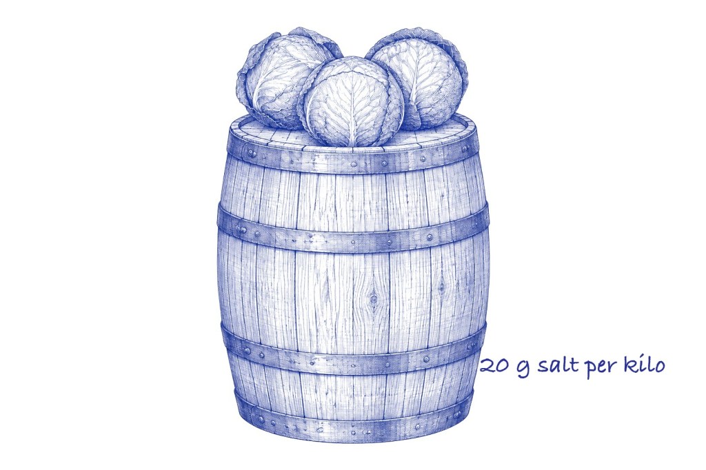 Blue ballpoint pen sketch of a wooden barrel with iron hoops and three whole heads of cabbage resting on top